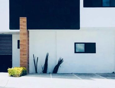 Agave1
