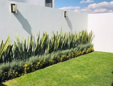 Agave9